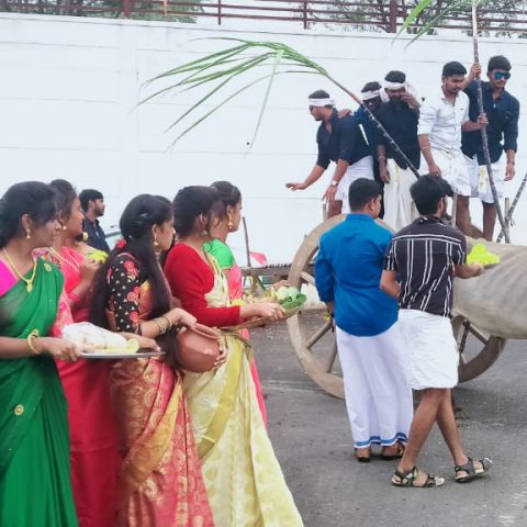 pongal_celebration