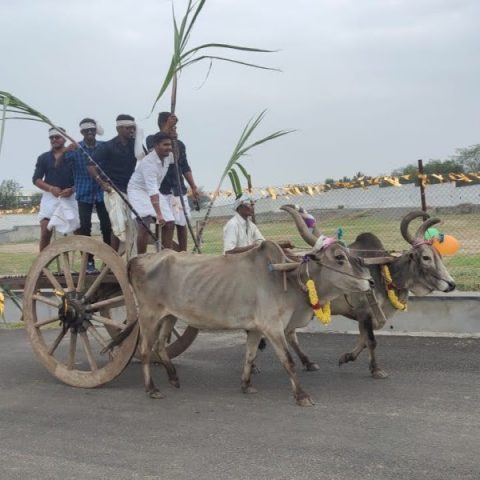 pongal_celebration